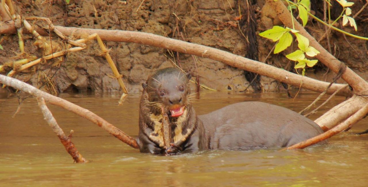 Pantanal Jungle Lodge Passo do Lontra Eksteriør bilde