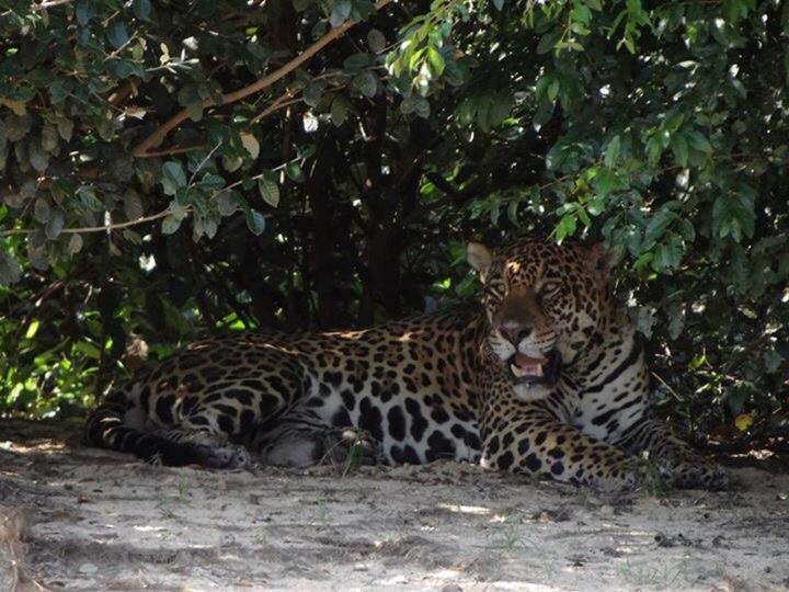 Pantanal Jungle Lodge Passo do Lontra Eksteriør bilde