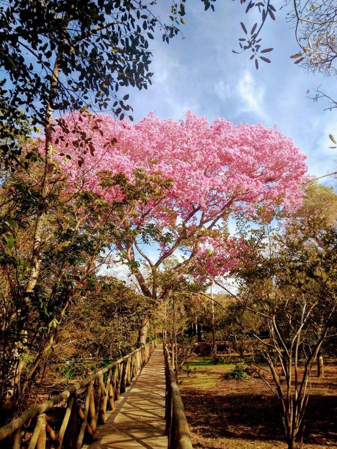 Pantanal Jungle Lodge Passo do Lontra Eksteriør bilde